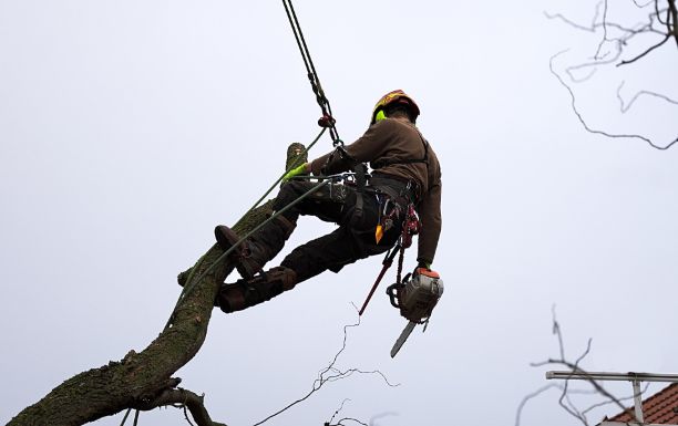 Tree surgeon